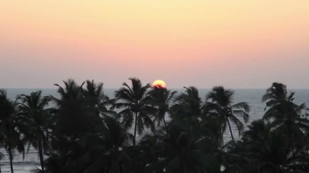 Silhouette de palmiers au coucher du soleil — Video