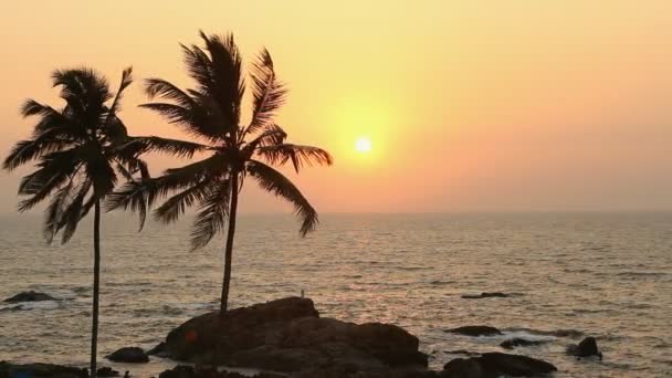 Palm Trees Silhouette At Sunset — Stock Video