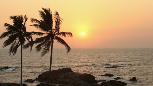 Sylwetka palm o zachodzie słońca — Wideo stockowe