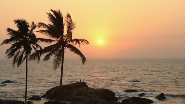 Palm Trees Silhouette At Sunset — Stock Video