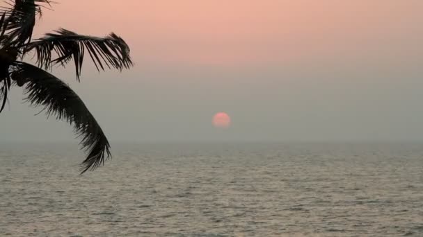 Silueta de palmeras al atardecer — Vídeos de Stock