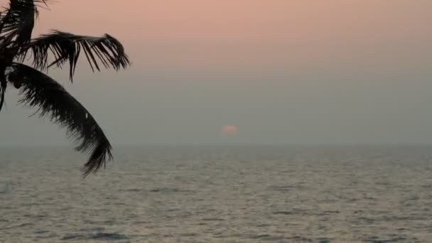 Palm Trees Silhouette At Sunset — Stock Video