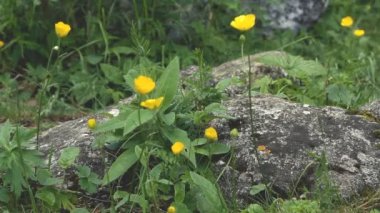 küçük sarı kır çiçeği kapatmak