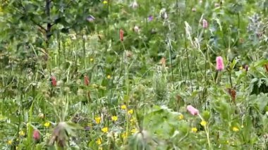 küçük sarı kır çiçeği kapatmak