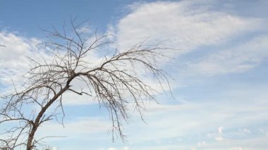 Amber gökyüzü ve bulutlar yapraksız ağacın akan