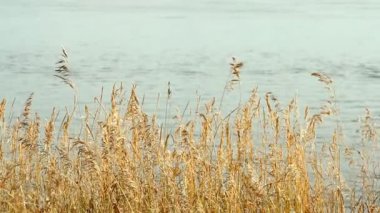 Rüzgarlı bir günde bulutlu gökyüzüne karşı yüksek kamış