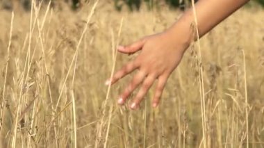 yakın çekim yaz alanında buğday dokunmadan kızlar el