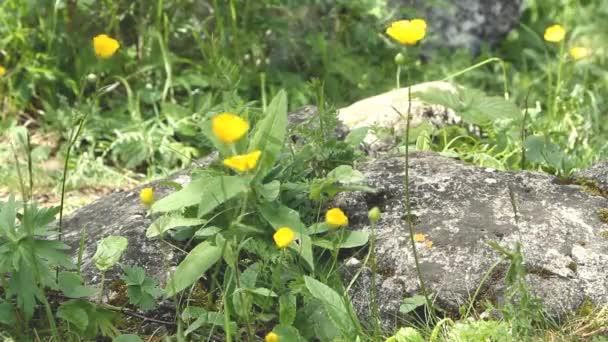 Primer plano pequeña flor salvaje amarilla — Vídeo de stock