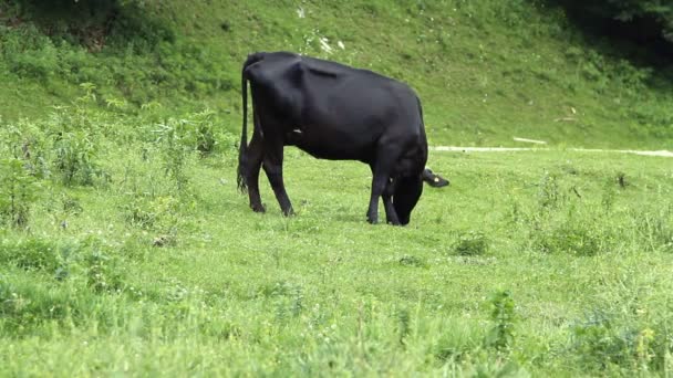 Vaches broutant sur les pâturages et mangeant de l'herbe verte 