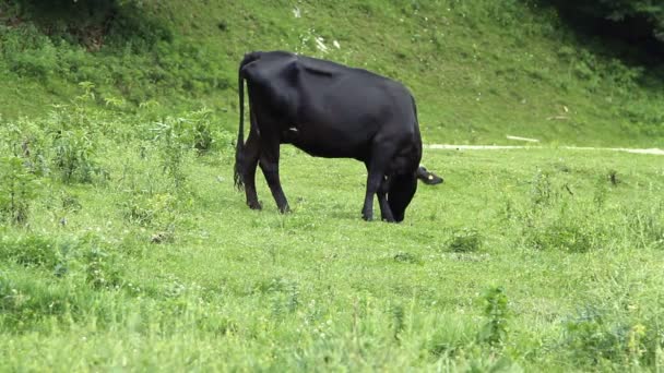 Vacas pastando em pasto e comendo grama verde — Vídeo de Stock