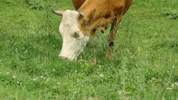 Коровы пасутся на пастбищах и едят зеленую траву — стоковое видео