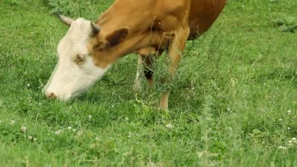 Vacas pastando em pasto e comendo grama verde — Vídeo de Stock