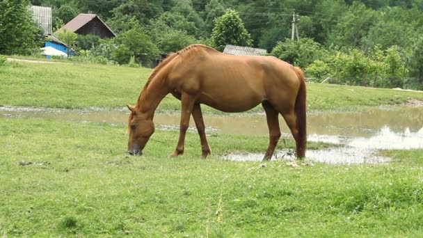 Paard op de weide grazen en groen gras eten — Stockvideo