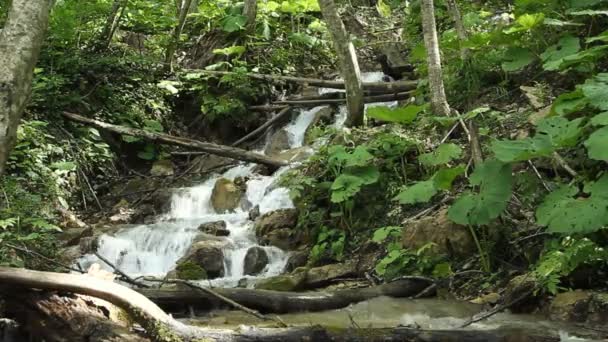 Gran cascada en el bosque — Vídeos de Stock