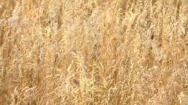 Golden wheat ready to be harvested — Stock Video