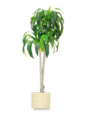 Big dracaena palm in a pot isolated over white clipart