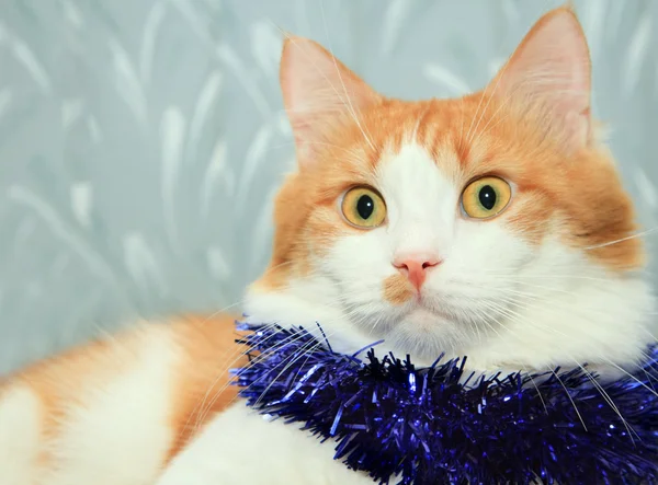 Gato vermelho e branco engraçado com decoração de ouropel de Natal — Fotografia de Stock
