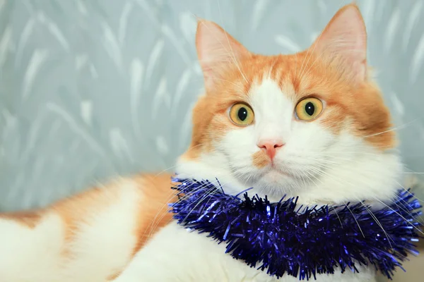 Gato vermelho e branco engraçado com decoração de ouropel de Natal — Fotografia de Stock