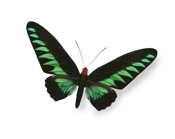 Groene en zwarte vlinder geïsoleerd op wit — Stockfoto