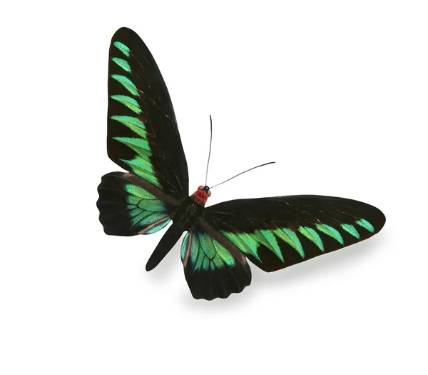 Mariposa verde y negra aislada en blanco — Foto de Stock