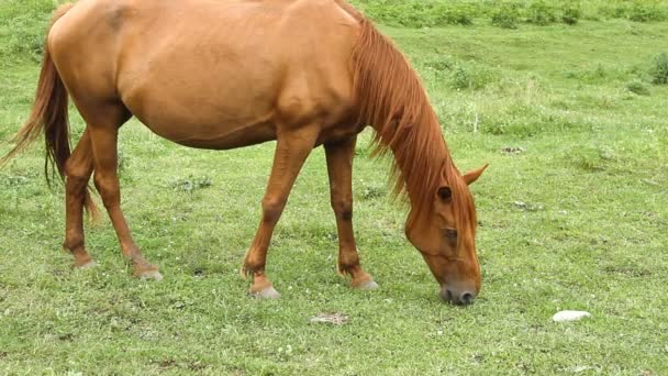 Paard op de weide grazen en groen gras eten — Stockvideo