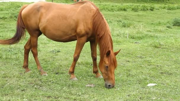 Pâturage de chevaux sur pâturage et manger de l'herbe verte 