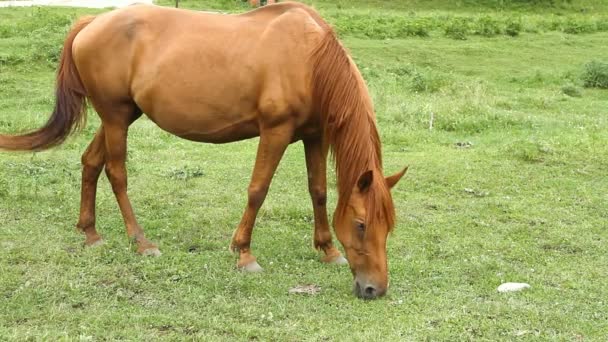 Cavalo pastando em pasto e comer grama verde — Vídeo de Stock