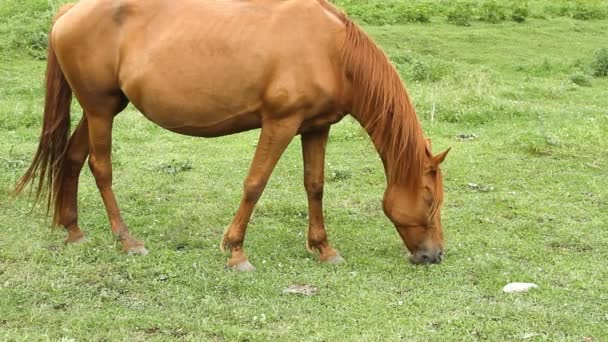 Paard op de weide grazen en groen gras eten — Stockvideo