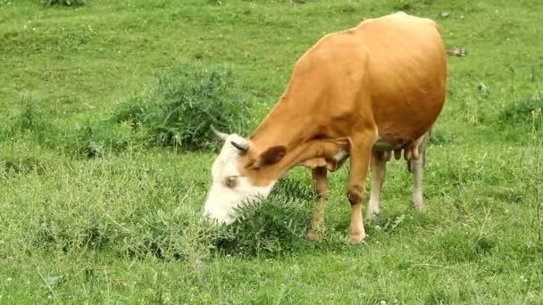 Коровы пасутся на пастбищах и едят зеленую траву — стоковое видео