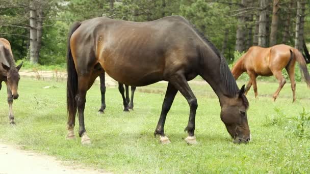 Paard op de weide grazen en groen gras eten — Stockvideo