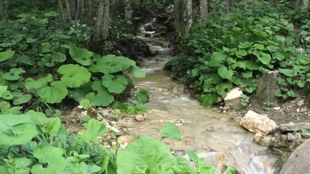 Clean fresh water of a forest stream running over rocks — Stock Video