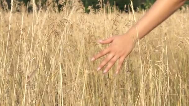 Primer plano de una mano de las niñas tocando trigo en el campo de verano — Vídeos de Stock