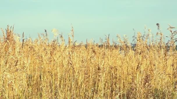 Wysoka trzcina przeciwko zachmurzonemu niebu w dzień wiatru — Wideo stockowe