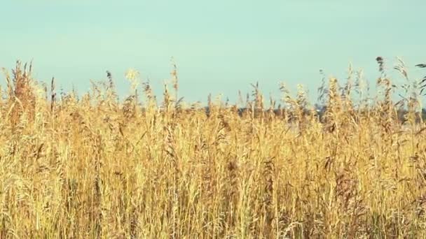 Caña alta contra el cielo nublado en el día del viento — Vídeos de Stock