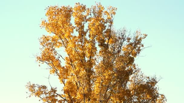 Autunno dipinto albero con le sue foglie incandescente — Video Stock