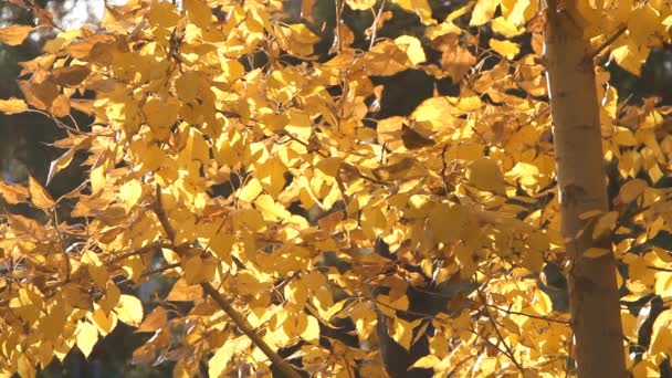 Árbol pintado de otoño con sus hojas brillando — Vídeo de stock