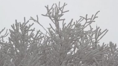 Bulutlu bir günde hoarfrost ile kaplı ağaçların dalları
