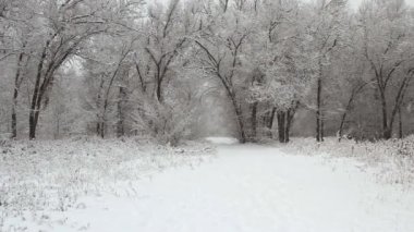 Bir kış parkı kar kar yağışı ağaçlar kaplı