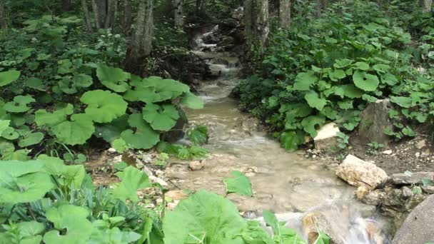 Schoon zoet water van een stroom van de bos uitgevoerd over rotsen — Stockvideo