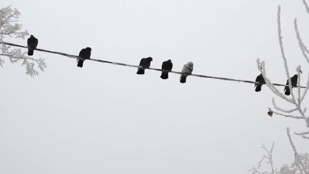Pájaros en un cable eléctrico sobre el cielo en el día de invierno — Vídeo de stock