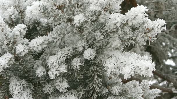 Ramo de pinheiro coberto de neve em um dia de inverno — Vídeo de Stock