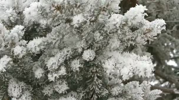 Ramo de pinheiro coberto de neve em um dia de inverno — Vídeo de Stock