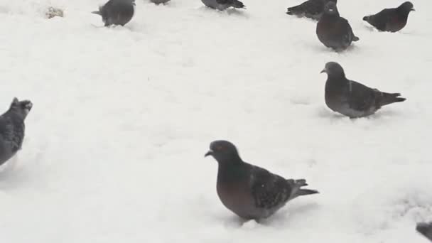 Manada de palomas alimentándose en la nieve — Vídeos de Stock