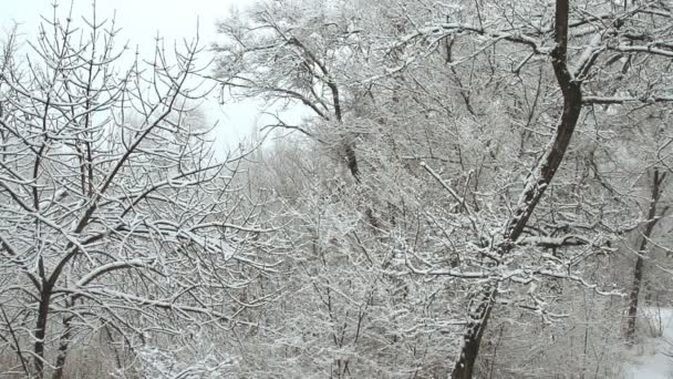 Nieve en un parque de invierno con árboles cubiertos de nieve — Vídeos de Stock