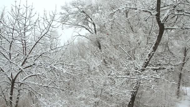 Chute de neige dans un parc d'hiver avec des arbres enneigés 