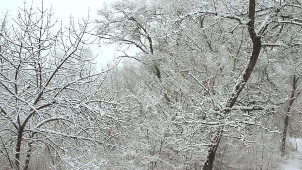 Śniegu w winter park ze śniegiem pokryte drzewami — Wideo stockowe