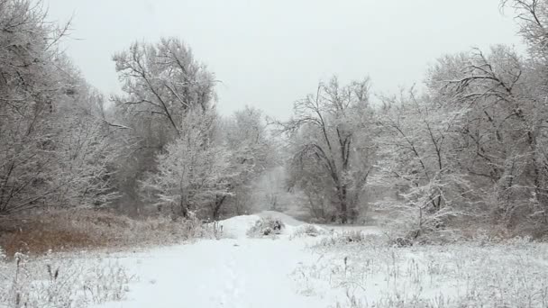 Schneefall in einem Winterpark mit schneebedeckten Bäumen — Stockvideo