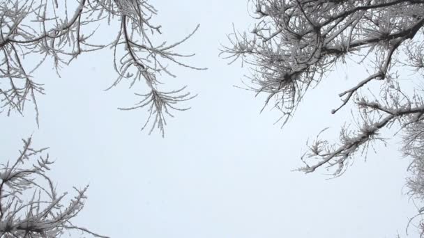 Nieve en un parque de invierno con árboles cubiertos de nieve — Vídeo de stock