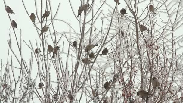 Pájaros en un árbol sobre el cielo en el día de invierno — Vídeos de Stock