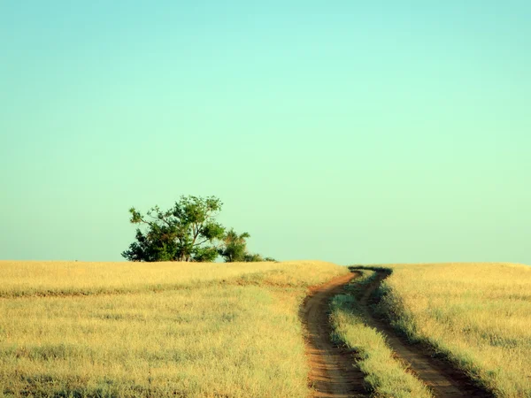 Rural road leading to a lonely oak tree in summer — Stock Photo, Image